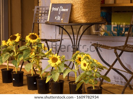 line up of low sunflower plants in black plastic pots. The flowers are sittng outside a shop in Avalon north of Sydney NSW. A sign above advertises Dried Flowers on a table.