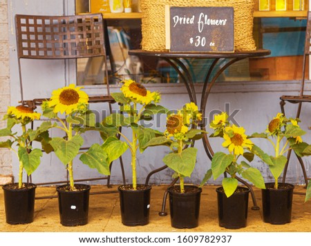 line up of low sunflower plants in black plastic pots. The flowers are sittng outside a shop in Avalon north of Sydney NSW. A sign above advertises Dried Flowers on a table.