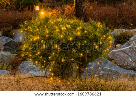 Night view of small evergreen shrub in front of boulders decorated with small yellow Christmas lights.