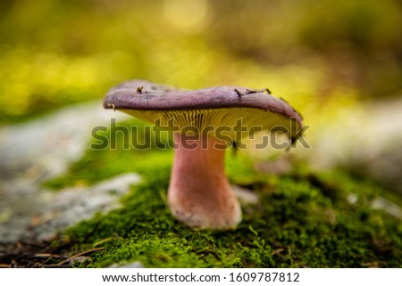 A vibrant pink and purple mushroom surrounded in bright green moss growing in the rocky mountains of Idaho on a golden spring morning