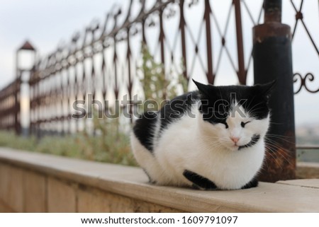 
Close up of cute black and white cat sitting on balcony Royalty-Free Stock Photo #1609791097