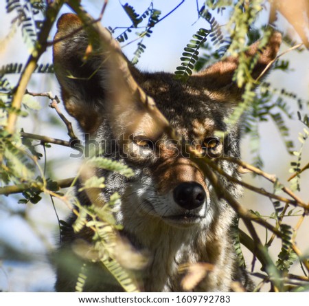  Stunning Amazing  Coyote picture  Rare Close Up Coyote Hiding in Tree