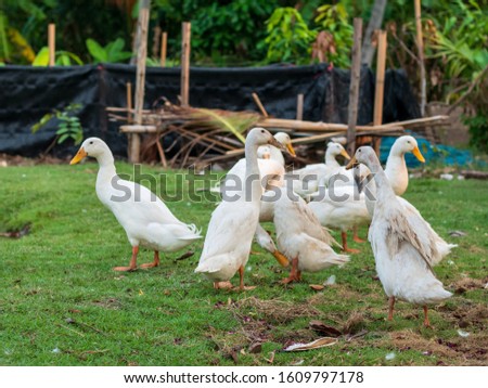 Many ducks in the farm. White color ducks looking for food in the garden