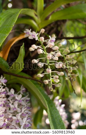 Beautiful orchid flower with natural background.  Bouquet of purple and white.