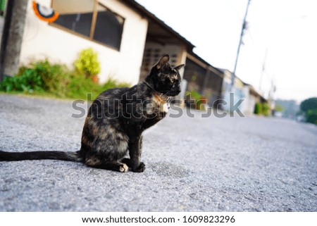 Mixed-breed cat lying against the road in Chiang Rai Thailand 