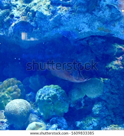 Aquatic life with coral reef and fish. Picture taken in Springfield, Missouri.
