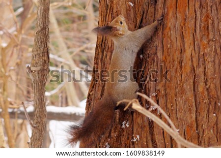 A cute squirrel searching food in the forest