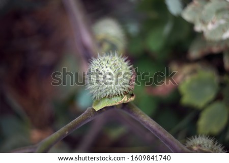 A seed pod of a Thorn apple plant. It is set against a soft out of focus background of its leaves and branches. 
