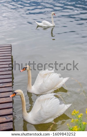 swans at the shore of a lake, a small harbor of the lake with two swans