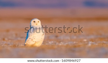 Snowy Owl foraging in snowy winter