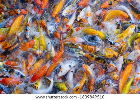 Assorted colorful koi fish swimming and open mouth waiting for food in the pond. Background, wallpaper concept.