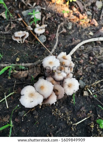 A picture of mushrooms growing on the ground.