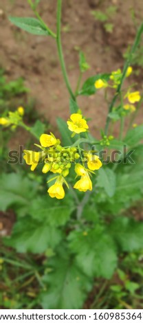 Mustard flower stock photo HD wallpaper