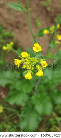 Mustard flower stock photo HD wallpaper