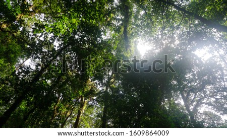 Beautiful Green Forest In Summer Stock