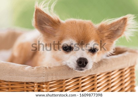 Portrait of a cute purebred chihuahua.