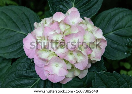 The beautiful pattern pink hydrangea