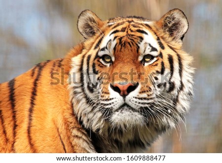 Wild animals, tigers. nice background for your desktop or others