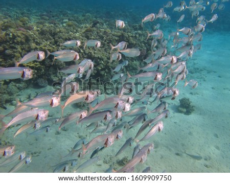 School of silver fish in shallow ocean, underwater photography from snorkeling. Swimming indian mackerel (Rastrelliger kanagurta) in tropical sea. Marine life picture.