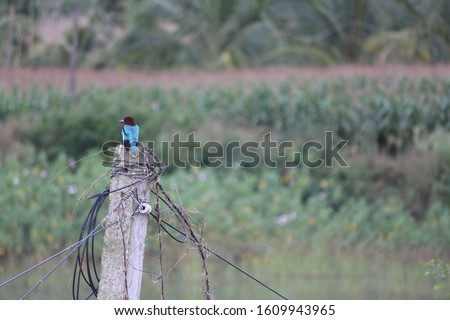 A cool picture of an indian kingfisher with a long beak. Perches on a pole and poses at the camera right in front of maize plant
