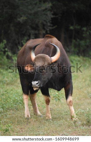 Subadult Indian bison eating grass at BRT Tiger Reserve Royalty-Free Stock Photo #1609948699