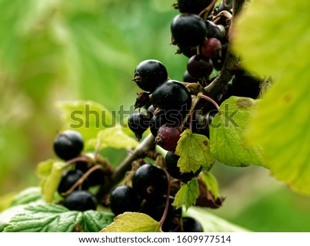 black currant in the garden in summer, Russia

