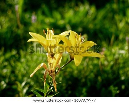 yellow Lily flowers in the garden, Russia