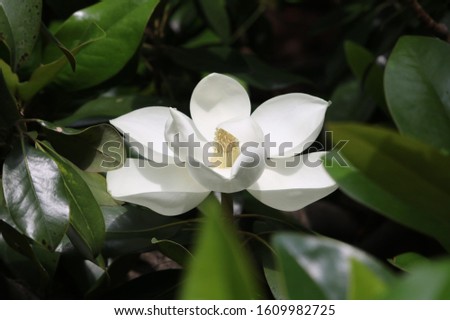 Magnolia flower in the sun