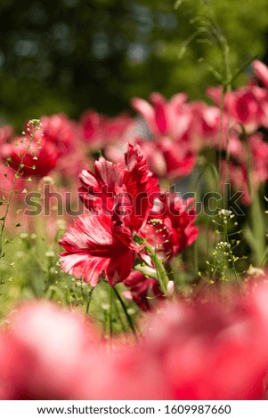 Close up image of red flower blooming with tulips background.