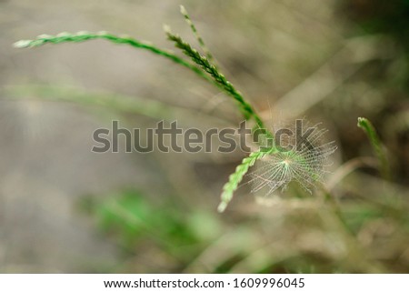Abstract dandelion flower background, closeup. Big dandelion on a natural background. Art photography. Soft focus.