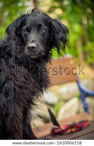 Flat coated Retriever Dog in the nature. Dog with flowers and grass. Dog on a Walk. Pretty Dog