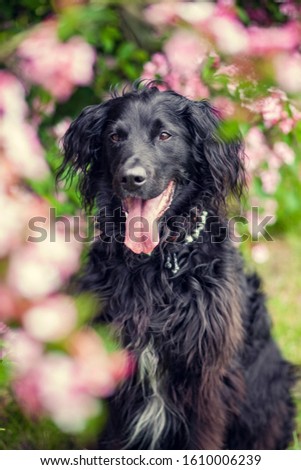 Flat coated Retriever Dog in the nature. Dog with flowers and grass. Dog on a Walk. Pretty Dog
