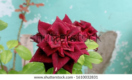 beautiful red roses in the garden with a green and gray background