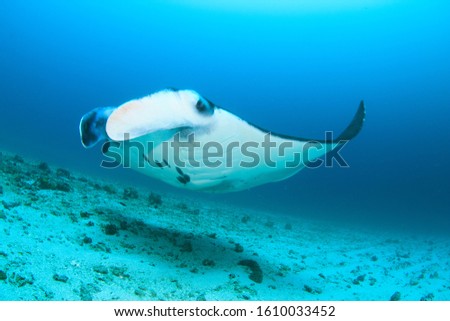 A majestic Manta Ray gliding over the sandy sea bed. Underwater wide angle image taken scuba diving in Komodo, Indonesia