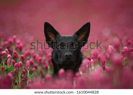 Dog's photo in pink flowers.