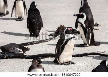 Penguin colony in Boulders beach, hosting more than 3000 penguins near Cape Town, South Africa