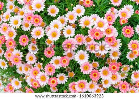 Argyranthemum frutescens or Paris daisy marguerite or marguerite daisy flowers