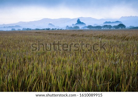 Green and yellow rice paddy with mountains background full of fog. Cloudy and foggy sky.