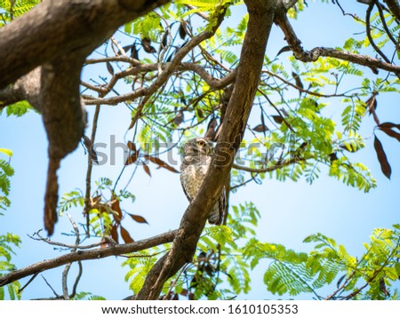 Spotted Owlet, Athene Brama at Wachirabenchathat Bangkok Thailand