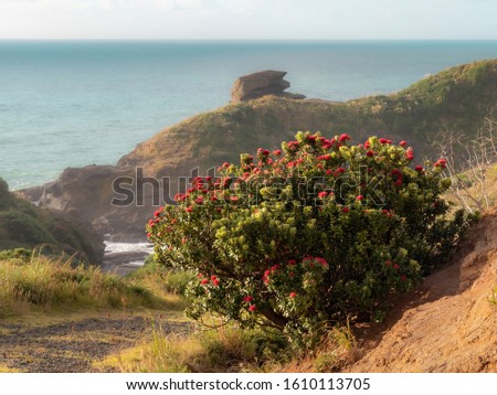 View of pohutukawa tree on clay cliff