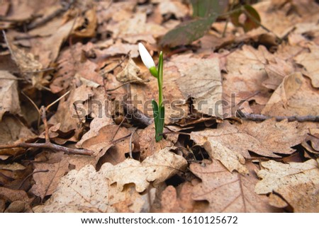 First spring flowers in Serbia - snowdrops on Frushka Gora mountain