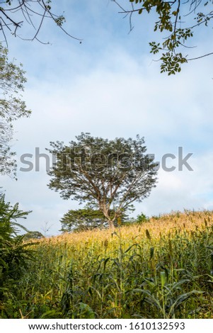 A beautiful tree in a meadow of Copan Ruinas, vertical photo. Honduras