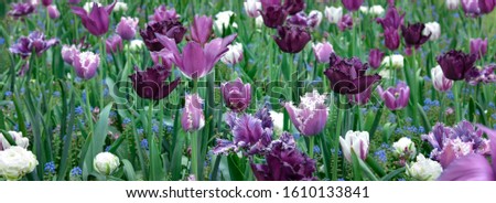 Spring flowers background. A field of dark purple tulips. Tulip flower with two colours white and purple.