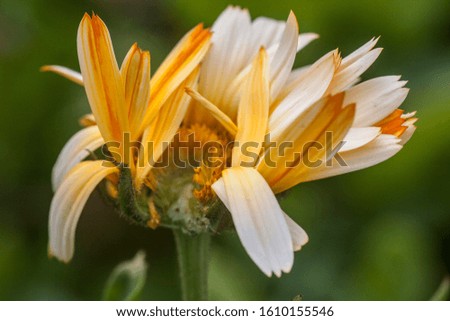 calendula flower with orange and white petals