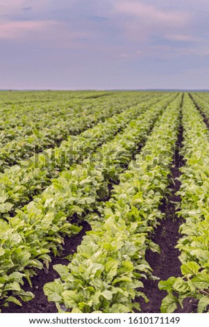 shapely stripes of beet bushes on a large field