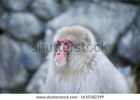 Japanese macaque in the hot springs