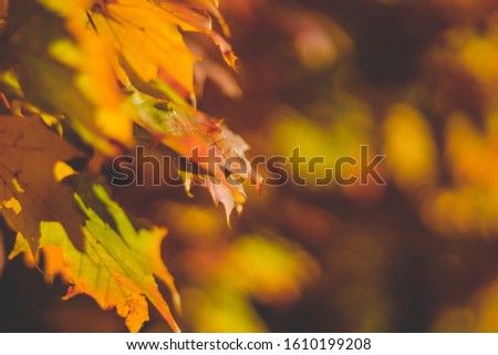 autumn photo shoot showing the beautiful nature of autumn