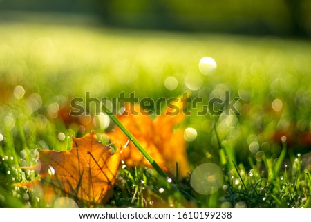 autumn photo shoot showing the beautiful nature of autumn