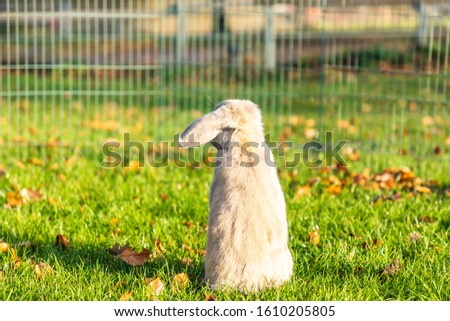 Young rabbits on the grass in nature in sunshine