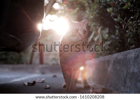 Orange cat is looking for the future, standing among flare light in twilight moment, under light photo style